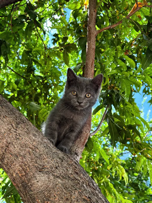 продается котенок породы британский девочка