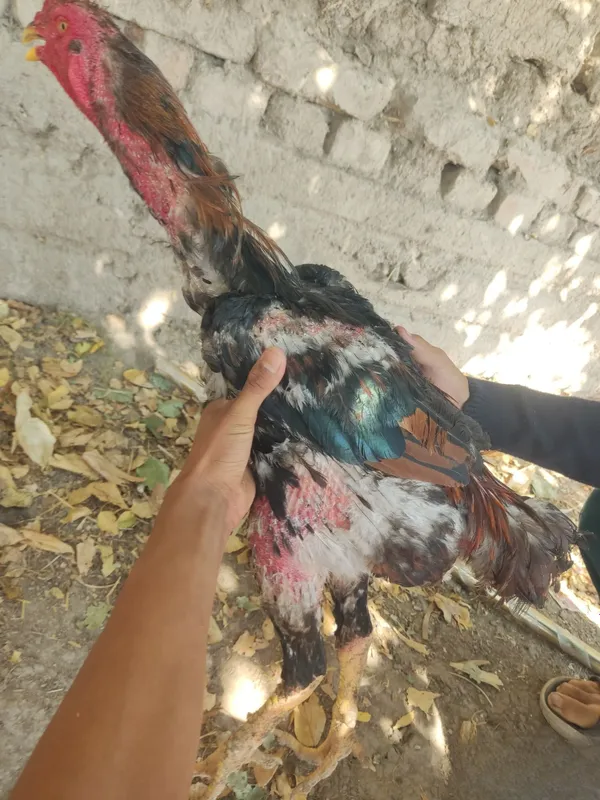 Dakan xoʻroz sotiladi 4 Dakan xoʻroz sotiladi 4