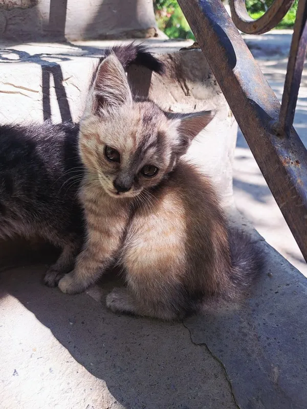Mushuk. Kimga kerak boʻlsa 2 Mushuk. Kimga kerak boʻlsa 2