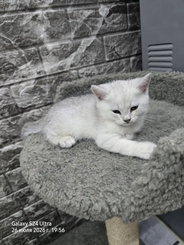 Котята серебристая и золотая шиншила 5