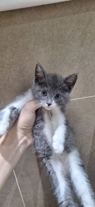 Котенок в ответственные и добрые руки 3 Котенок в ответственные и добрые руки 3