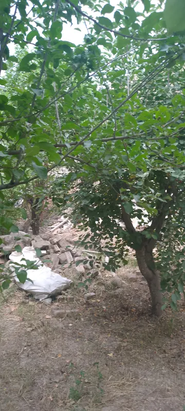 дарахт утин 4