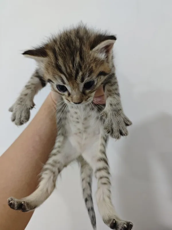 Отдаю домашних котят в добрые руки 2