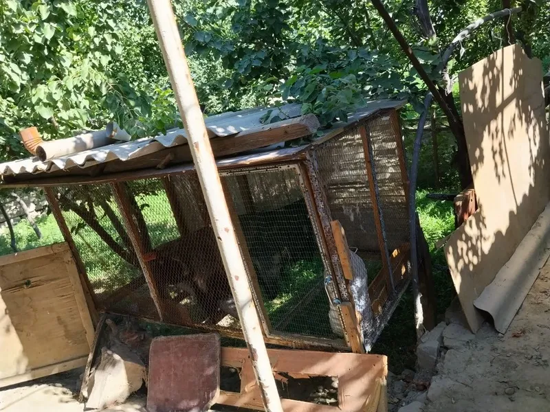 Tovuq katak va muzlatgich sotilari 1 Tovuq katak va muzlatgich sotilari 1