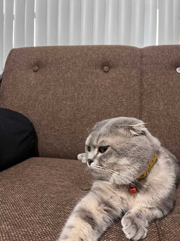 scottish fold — фото 1