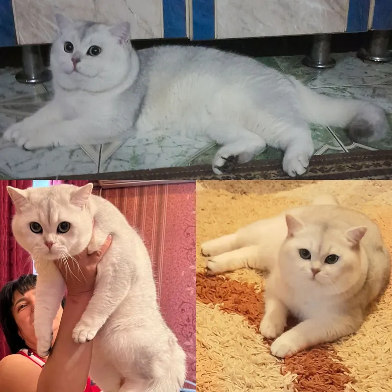 Продаются шикарные котята скотишстрайт,шиншилла. — фото 4