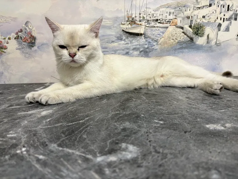 продаётся кошка серебристая шиншилла — фото 2