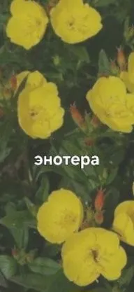 Продаётся почвокровная трава (ёлочка) трава — фото 3