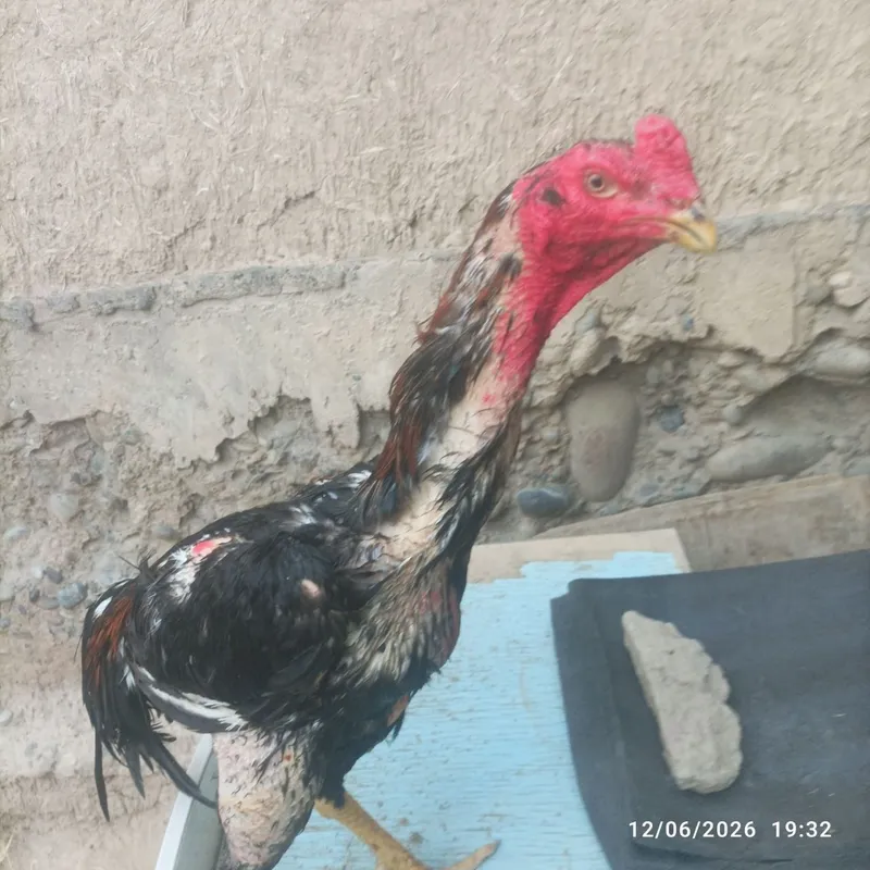 Pravaznoy horoz sotiladi zori toza narsa 5