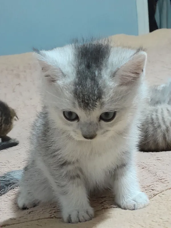 Aslzoda Britan (Britan Shorthair) mushukchasi