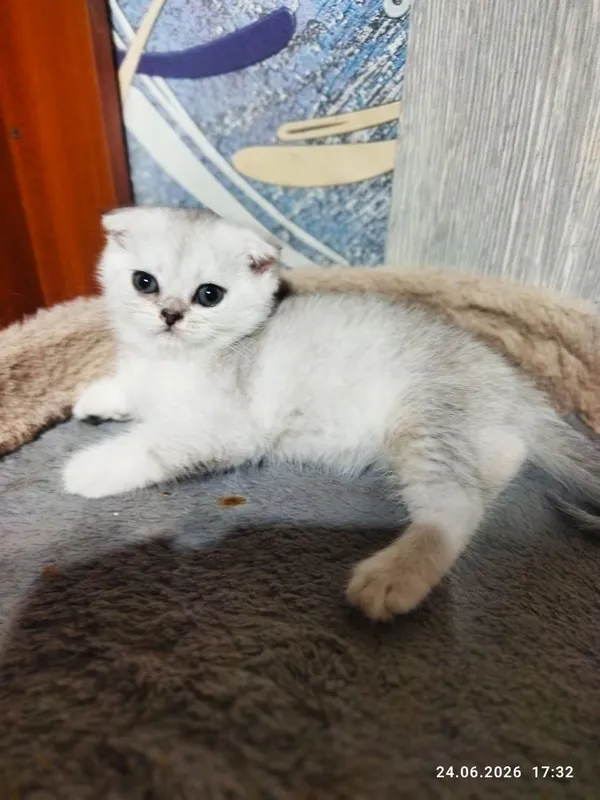 срочно продаются  котята серебряная шиншилла — фото 3