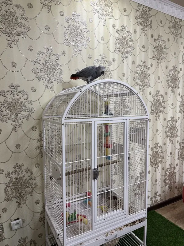 Jako 4 yosh, eshitgan gapni qaytaradi 1