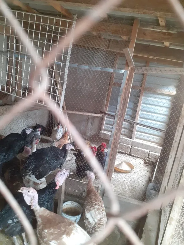 Продам домашних петухов 4 штуки