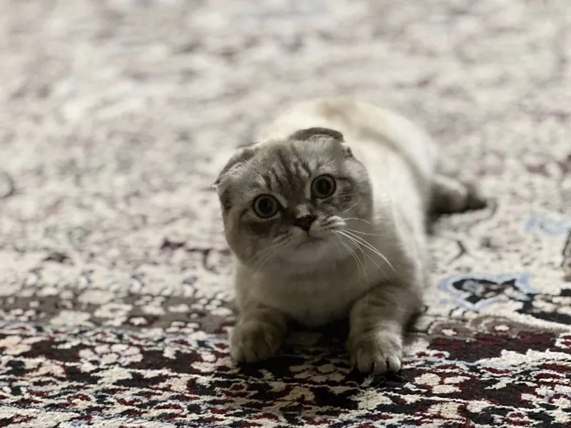 Британские скотиш фолд