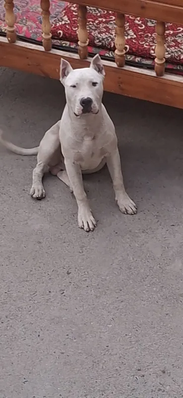 Vyazka uchun Amerkanskiy Pit bull — фото 4