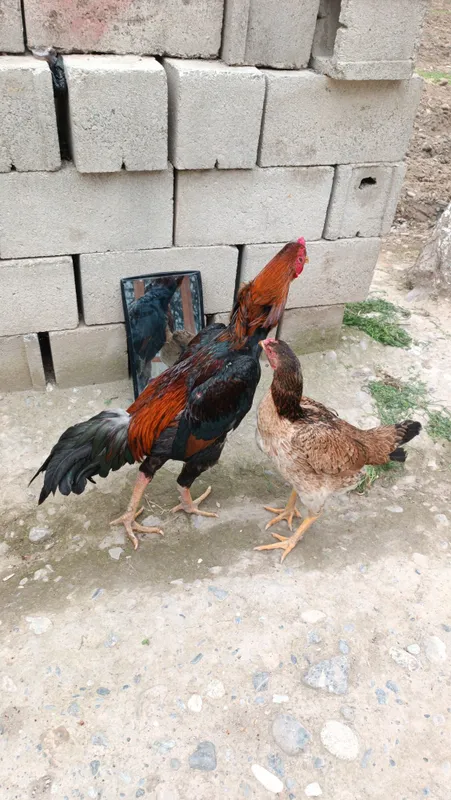 Dakan xoroz sotiladi