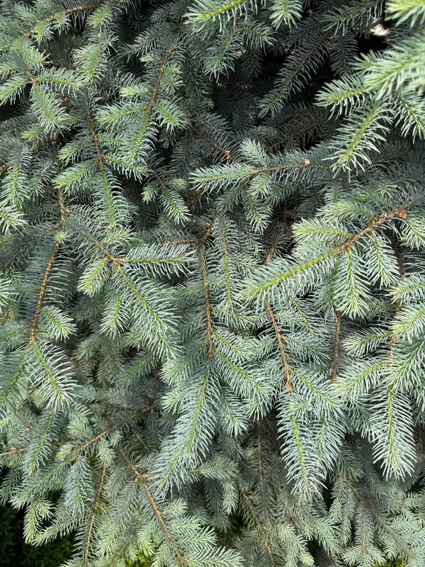 Oq archalar 3 ta. boyi 1,80 dan baland — фото 2