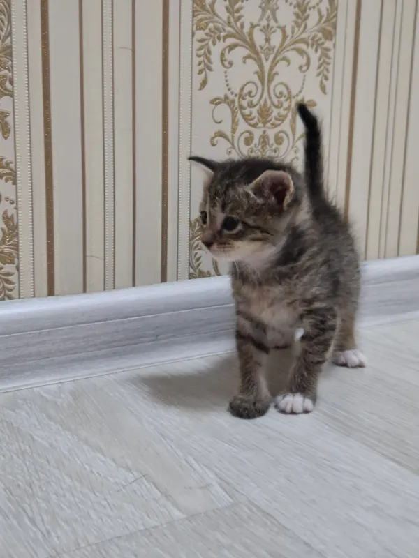 Отдам в подарок котёнка, 1 месяц, мальчик. 2 Отдам в подарок котёнка, 1 месяц, мальчик. 2