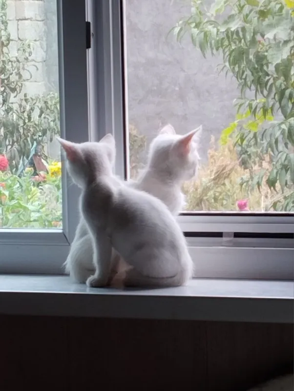 Котенок ищет любящую семью