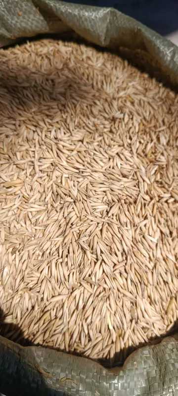 Qozogston Maxsulotlari 50 kg Alo sifatli% 6