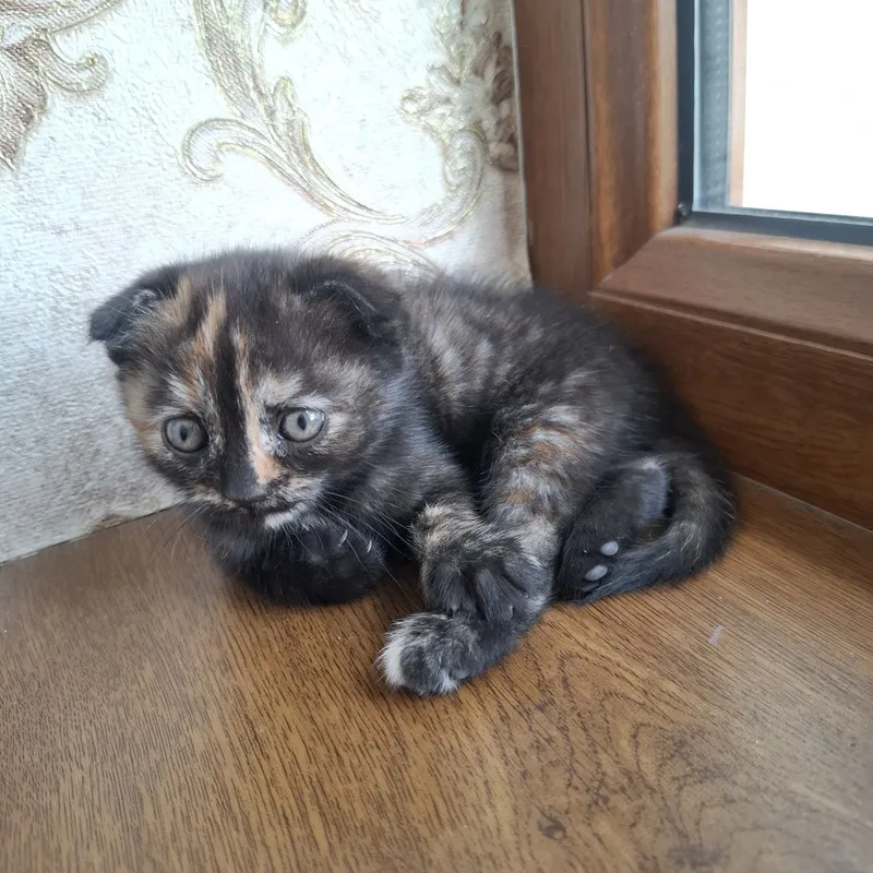 Shotlandskaya koshka