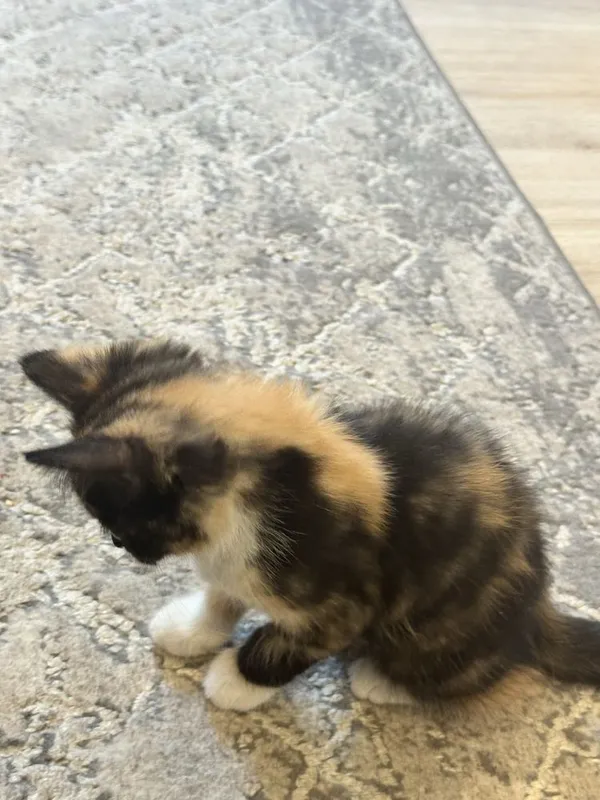 Mushuk bepulga beriladi uyda boqilganmushuk 2