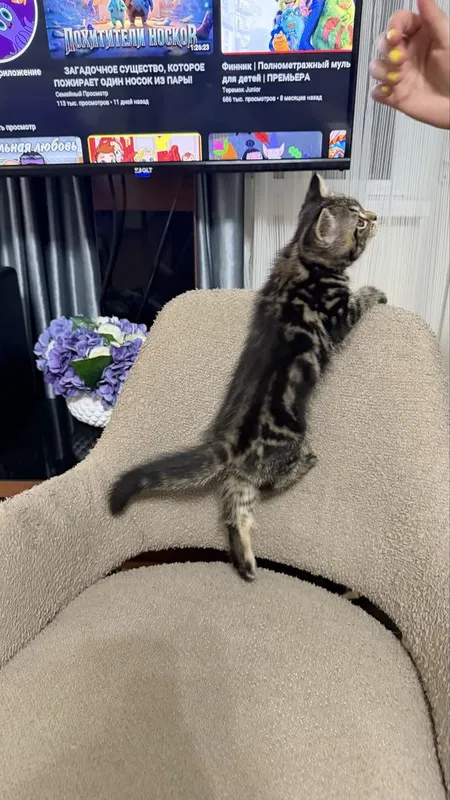 Котёнок Шотландский мраморный 4 Котёнок Шотландский мраморный 4