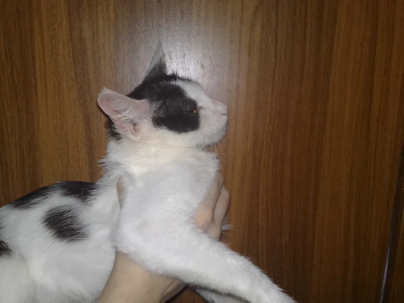 Пристраивается красивая кошечка лиза, 1 годик. 1