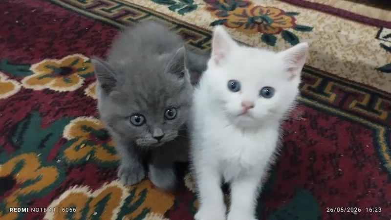 Mushuklar sotiladi emlangan sogʻlom 2 Mushuklar sotiladi emlangan sogʻlom 2