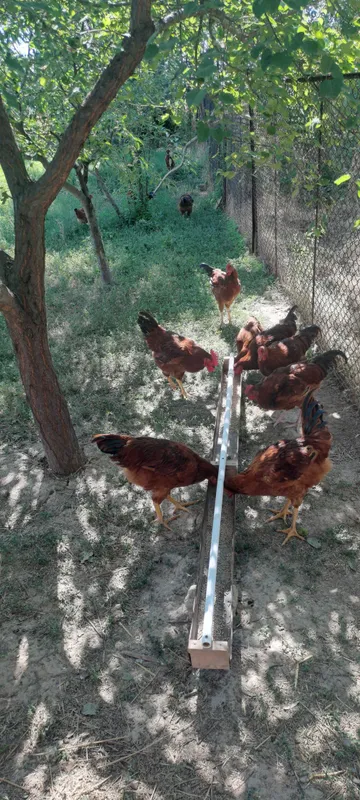 Продаются 4х месячные петушки Хан хяп 1