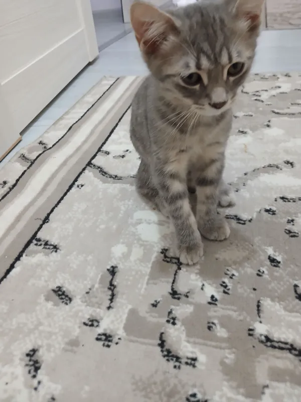 Домашний котёнок, 3 месяца, 2 мальчика 2