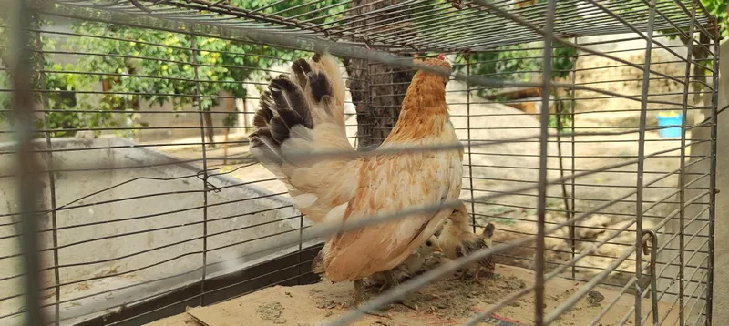 Shabo sotiladi joʻjalari bor 4 ta 1