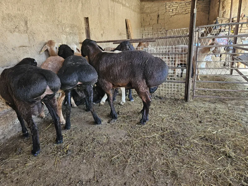 Срочно сотилади соглом Киргиз ва Сурхандарё зотгаям бор — фото 7