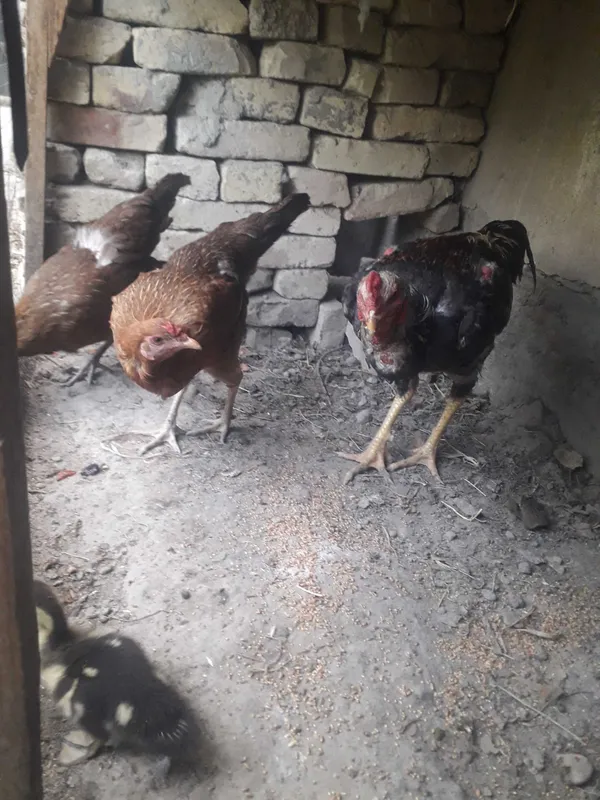 Продаётся куры товуклар сотилади