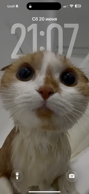 Scottish Fold qiz bola