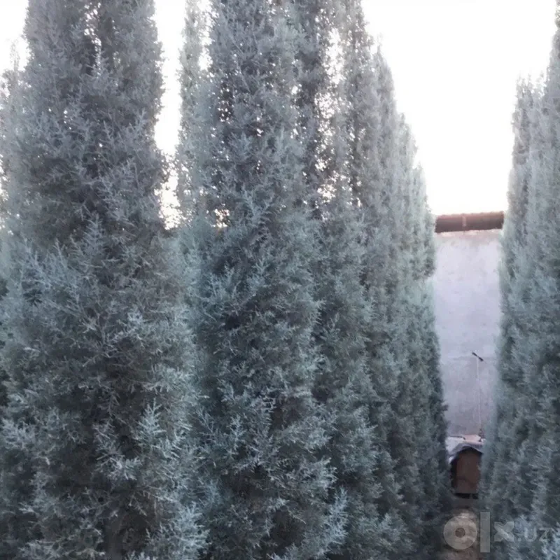 Arizonskiy Kiparis Arizona Keparis Italiya arginal 1 Arizonskiy Kiparis Arizona Keparis Italiya arginal 1