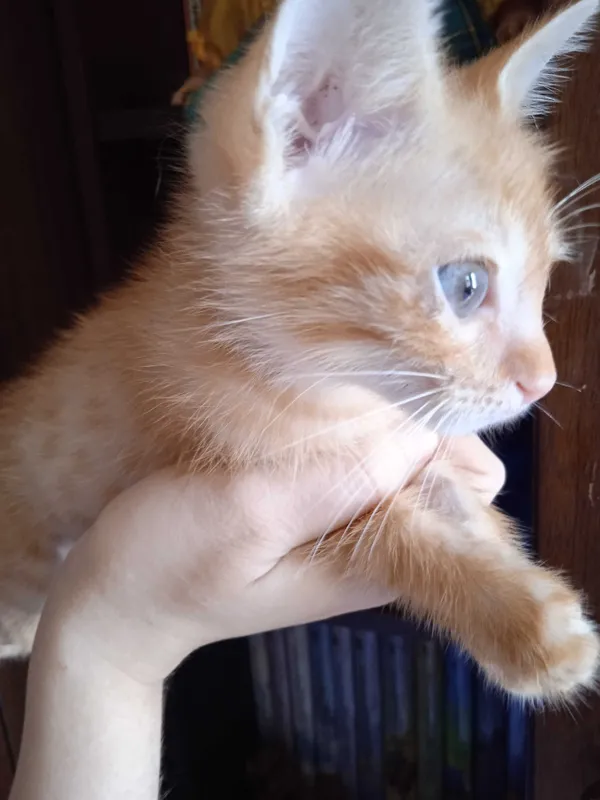 Рыжий котёнок, мальчик, 3 месяца. 3 Рыжий котёнок, мальчик, 3 месяца. 3