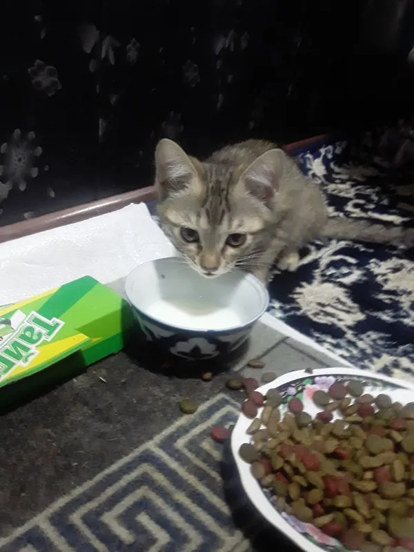 Котята в добрые руки. Бесплатно