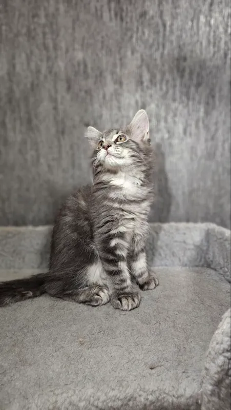 Котята породы Мейн кун полидакты 4
