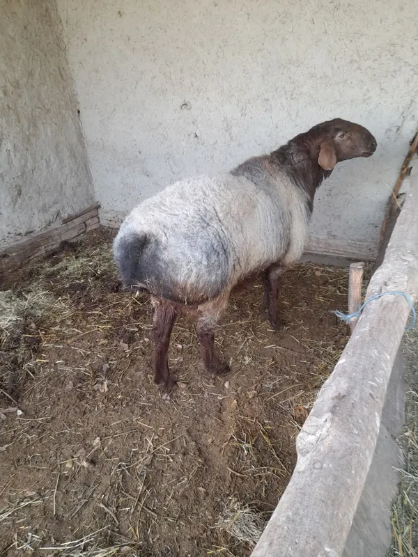 Yirik qóchqor uruģlik uchun.