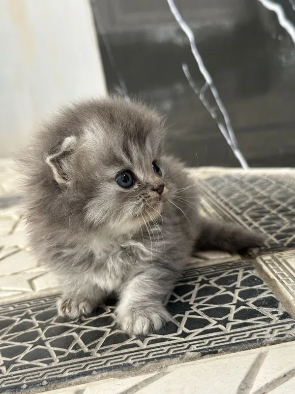 Продаются котятки
