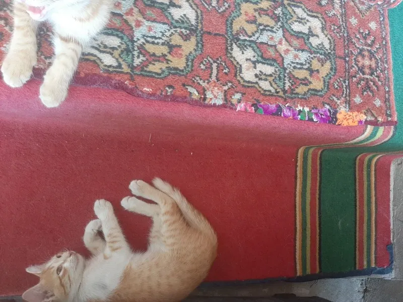 Shoshilinch 2 oylik mushukchalar hadyaga beriladi 2
