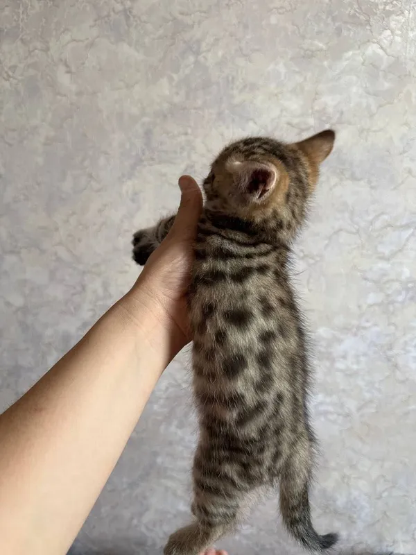 Бенгальский котенок мальчик и девушка — фото 3