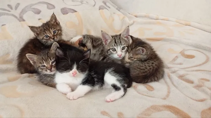 Отдам котят в хорошие руки
