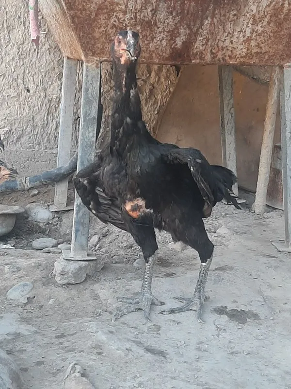 Таук ва жожалар сотилади яоки телефнга бартер бор келишилган холда — фото 2