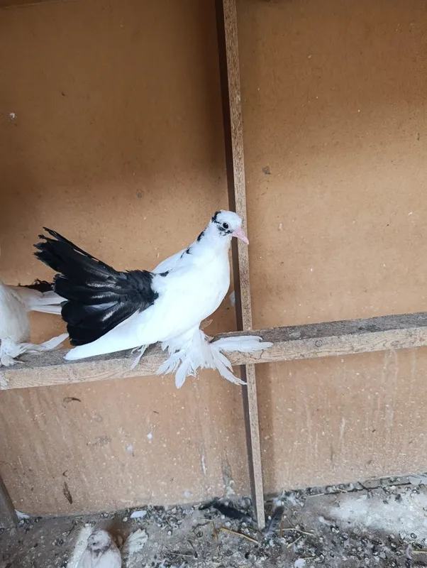 Kabutar pavlinlar 2