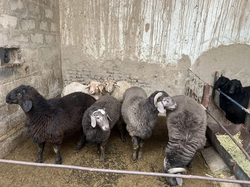 qoy qozilar kelishilgan narxlarda — фото 4