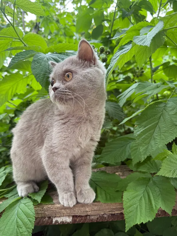 Вислоухий котенок скоттиш страйт — фото 4