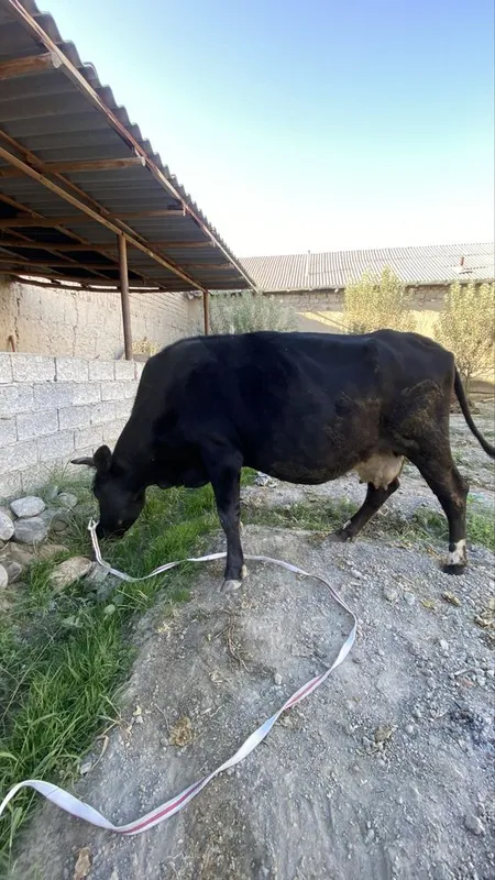 Sigir bo'g'oz sotiladi 3 Sigir bo'g'oz sotiladi 3