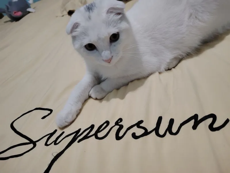 Mushuk scottish fold 3 Mushuk scottish fold 3